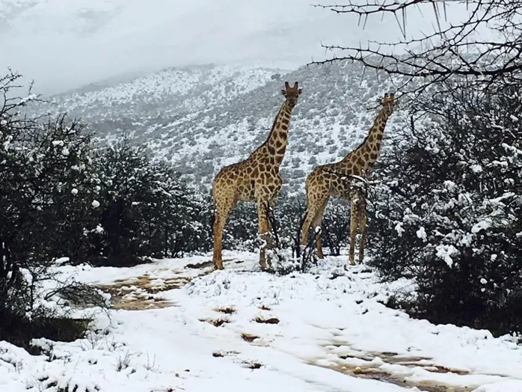 The Plight of the Snow Giraffe