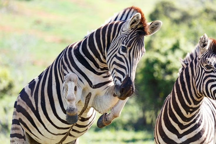 Zebra as Jumper? It Can Happen…