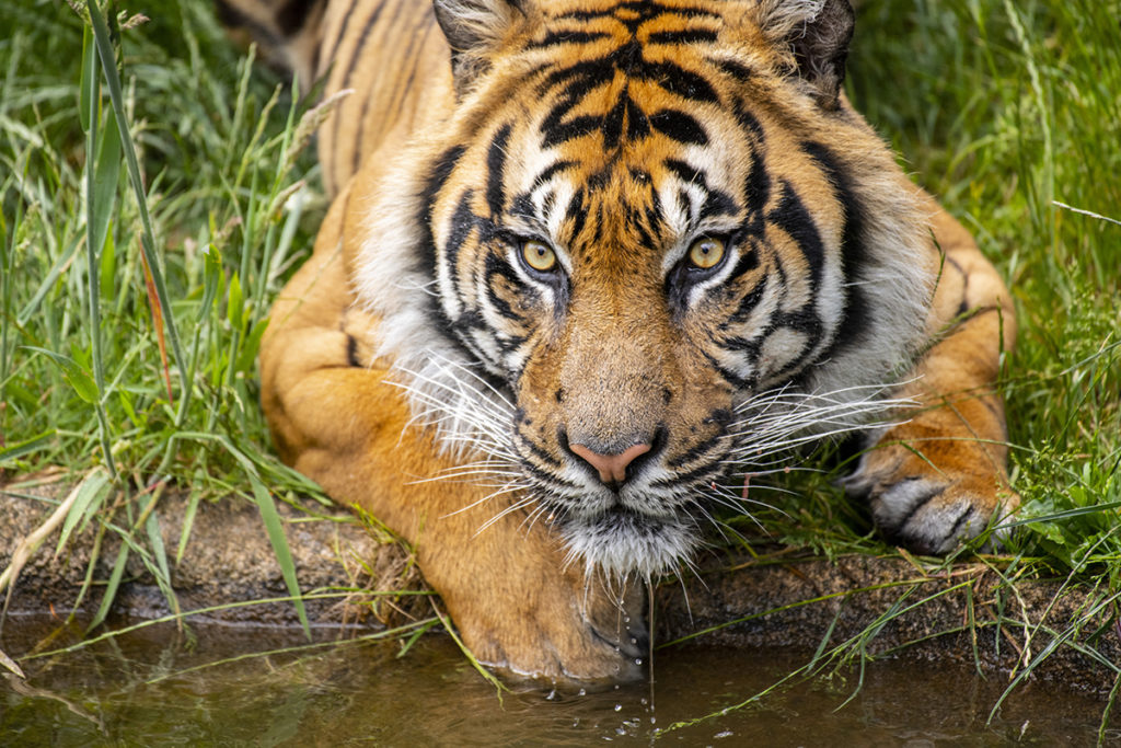 Make smart choices, and save tigers from extinction