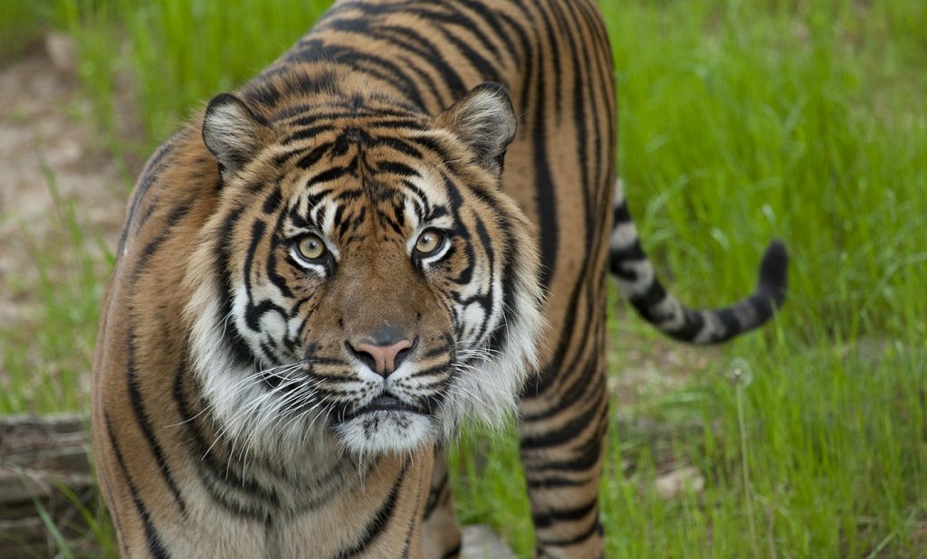 Will Tiger be Extinct in India?