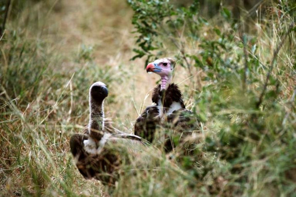 Localised Extinction of Breeding White-Headed Vultures in KZN