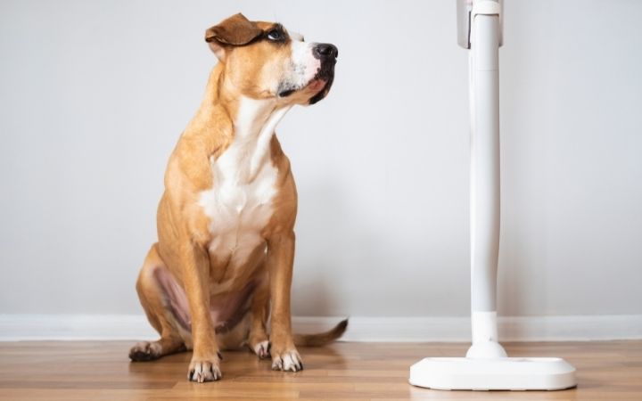 7 Best Vacuum Cleaners For Pet Hair THIS Year