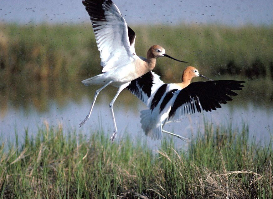 Protections of the Migratory Bird Treaty Act Restored To Benefit Birds