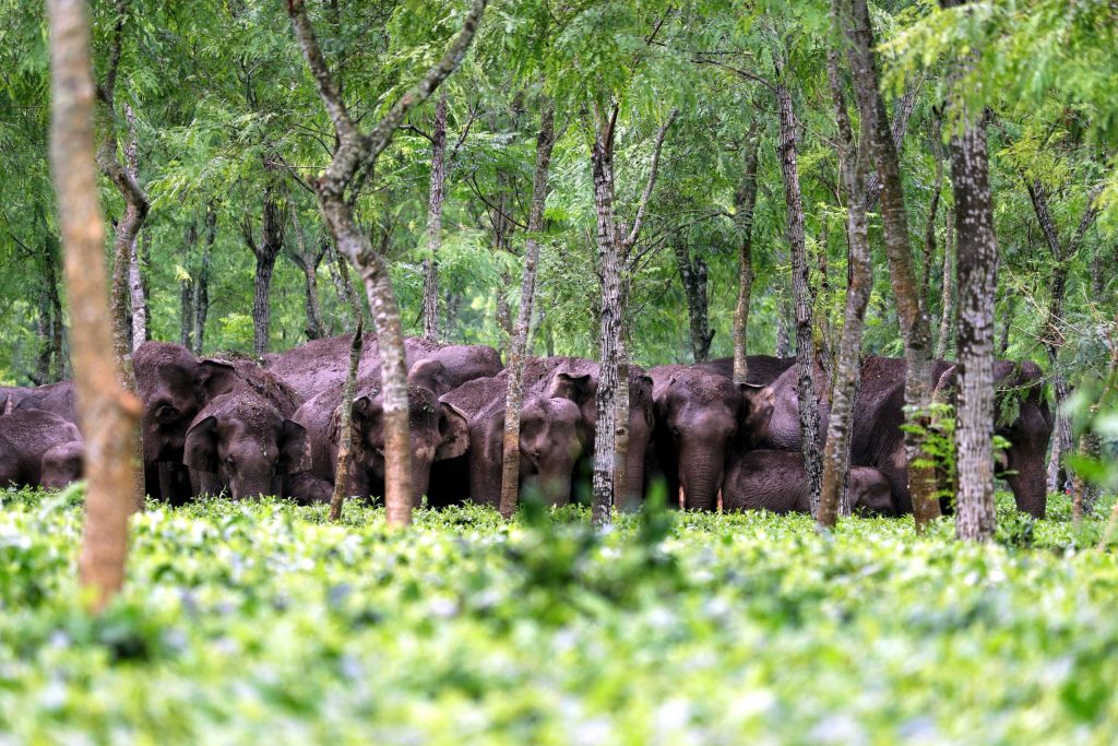 Meet The School Teacher Making Way For 500 Elephants to Cross 25 Tea Gardens
