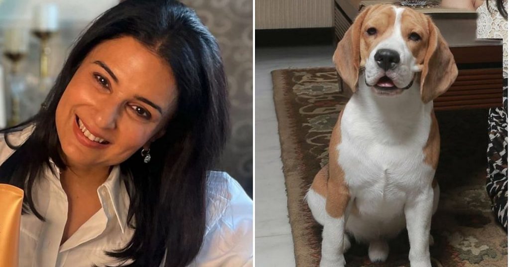 ‘My Son’s Beagle Made Me Fall in Love With Dogs; Now I Feed Over 650 Strays a Day’