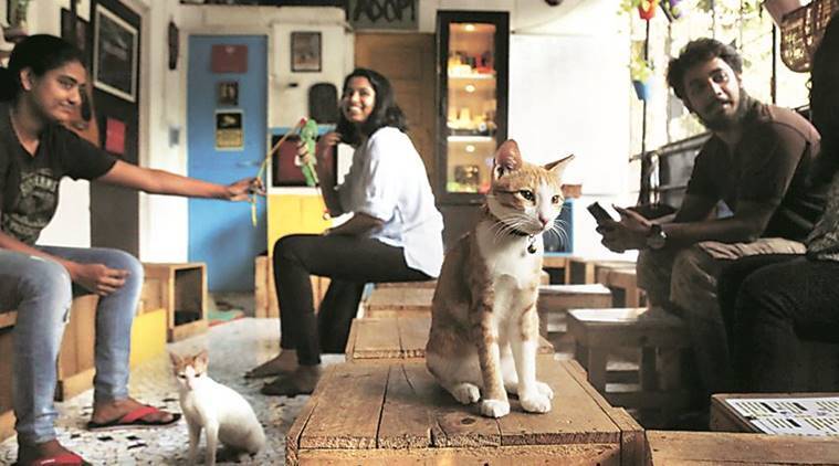Cat Cafe Studio: Filmmaker Has Helped 2000+ Rescued Felines Find Loving Homes