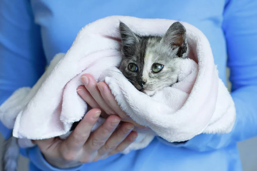 Fading Kitten Syndrome: What is it, And is it TREATABLE?