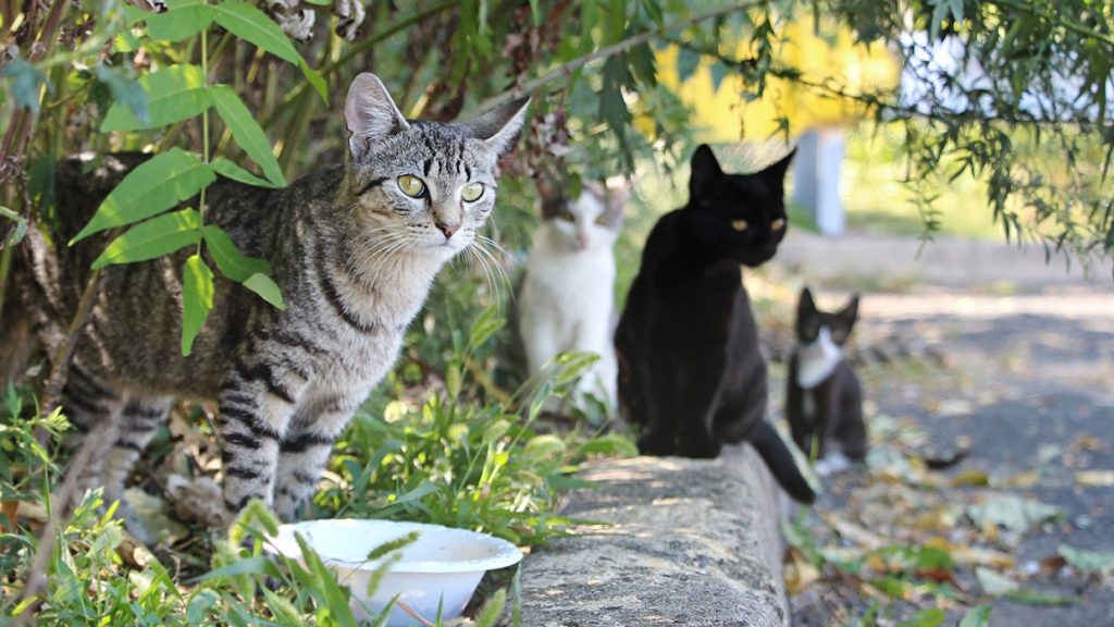 What is a FERAL Cat?
