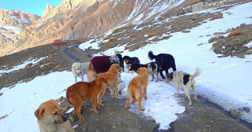 400 Dogs Fed Every Day: Behind One Farm’s Mission To Protect The Strays Of Spiti
