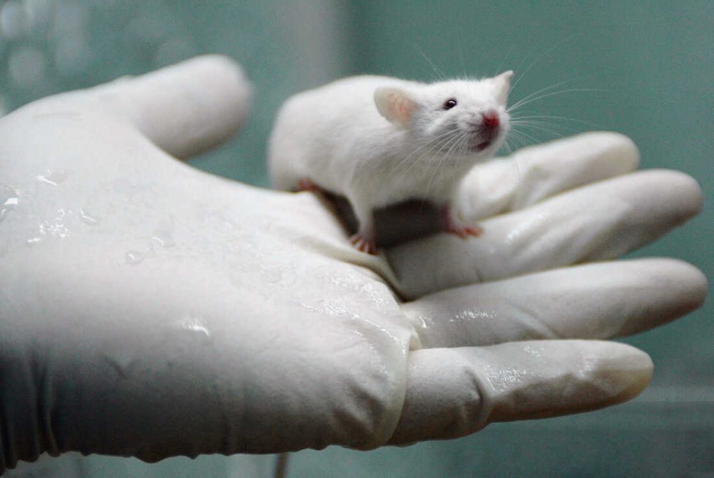 Mice and Rat Stress Shown to Compromise Experiment Results, New Study Suggests