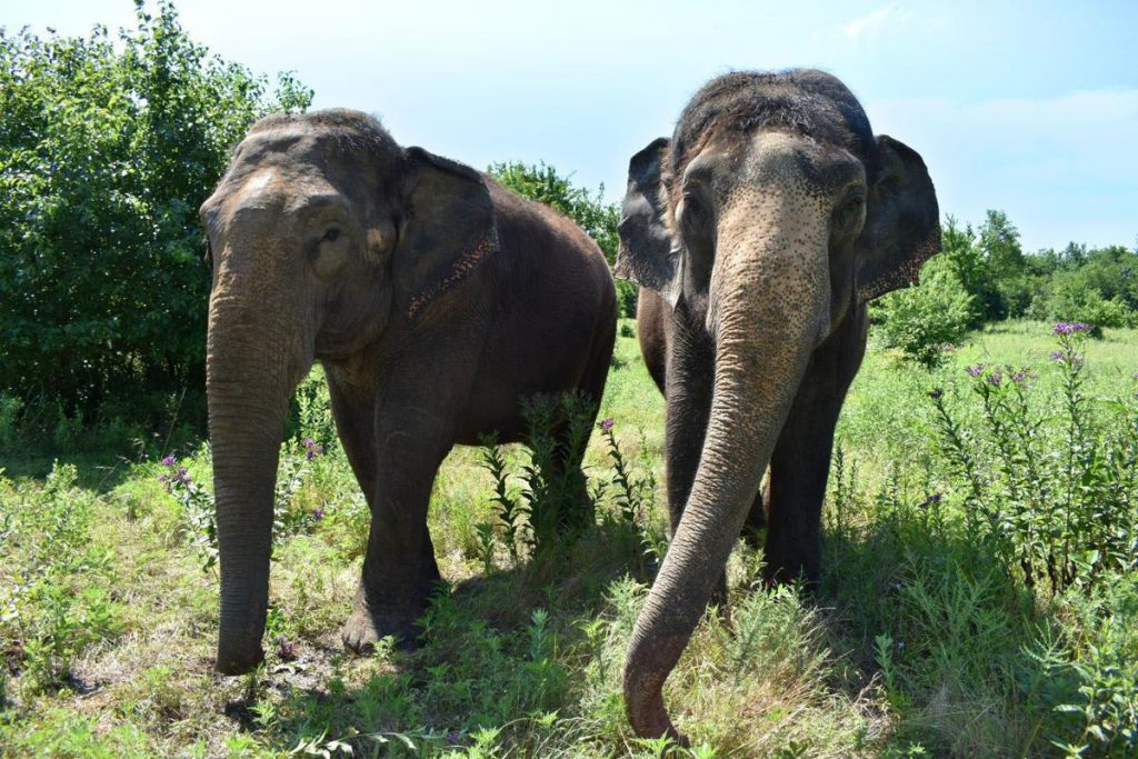Elephant Encounter at Endangered Ark Foundation Leaves Visitor Disfigured, Disabled