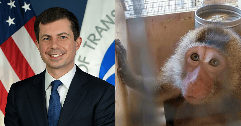 PETA Calls On Secretary Buttigieg to Investigate Dangerous ‘Monkey Business’
