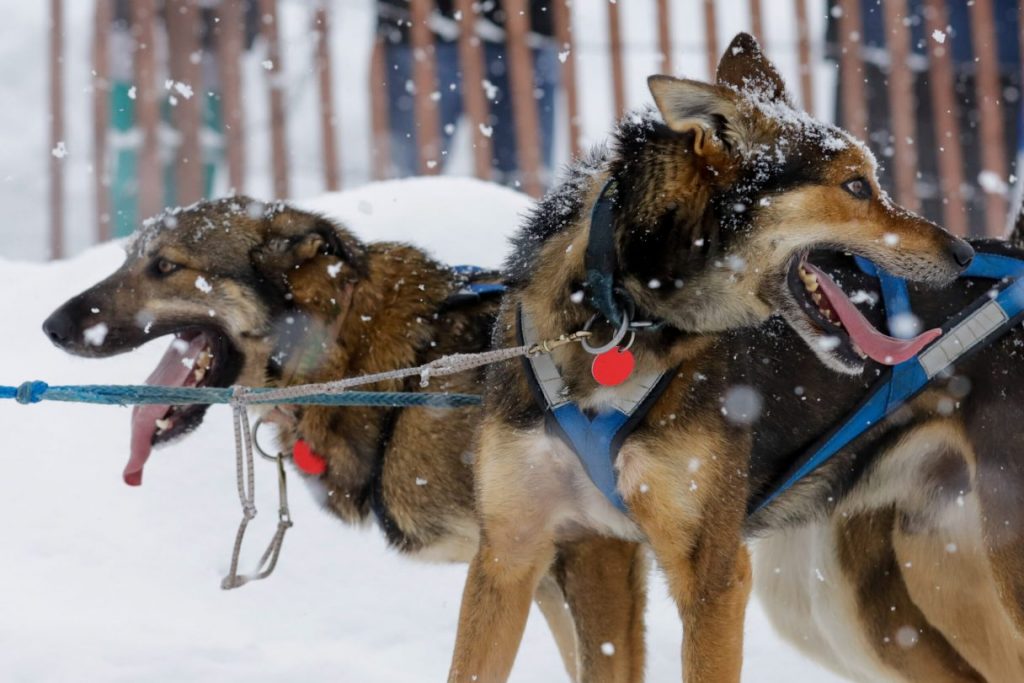 You Know the Iditarod Is Killing Dogs, but Do You Know How They’re Killed?