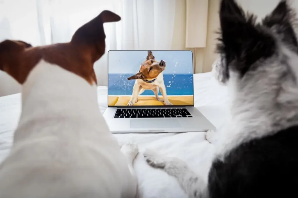 Must-Watch Cat and Dog Movies