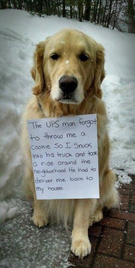 Dog Hides In UPS Truck And Rides All Over Town, Wearing Note With “Important Message” For All