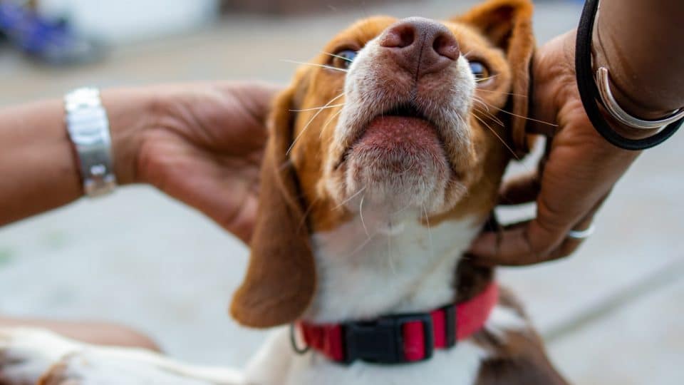 Dog CPR: This Step-By-Step Guide Could Save Your Pup’s Life!