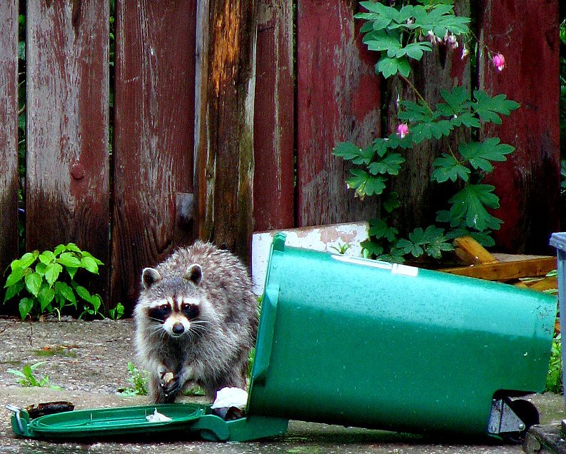 Keeping Wildlife Out Of Trash Cans