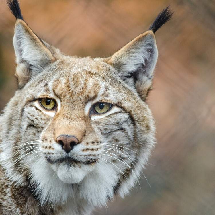 Lynx Symbolism: The Spiritual Meaning of the ‘Ghost Cat’