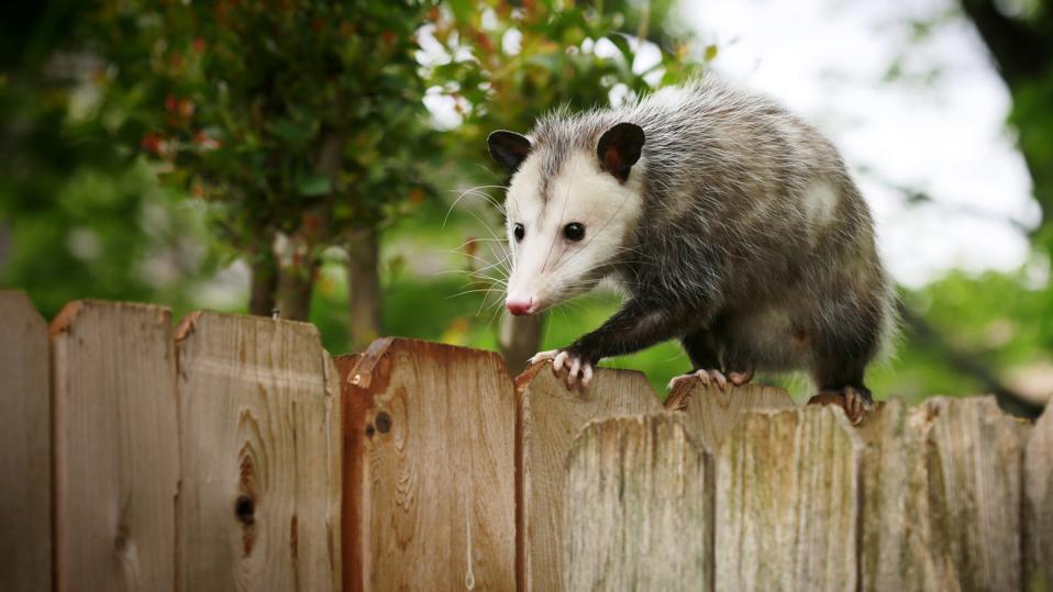 A Neighbor, Not a Nuisance: Getting the Facts on Opossums