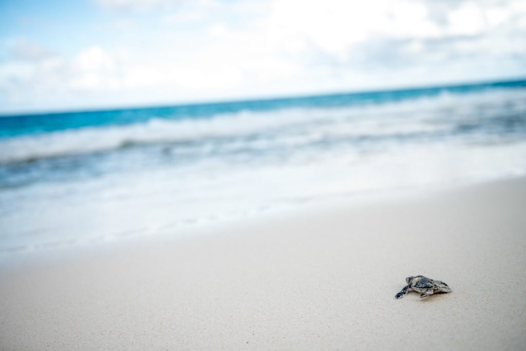 Learn more about the Critically Endangered Hawksbill Sea Turtle
