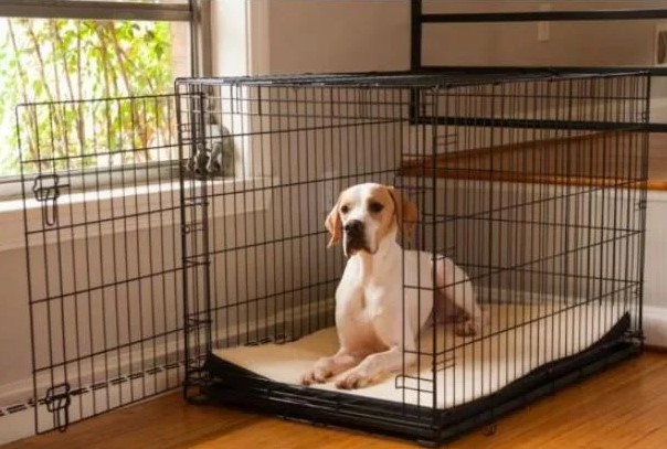 The Benefits Of Dog Cage