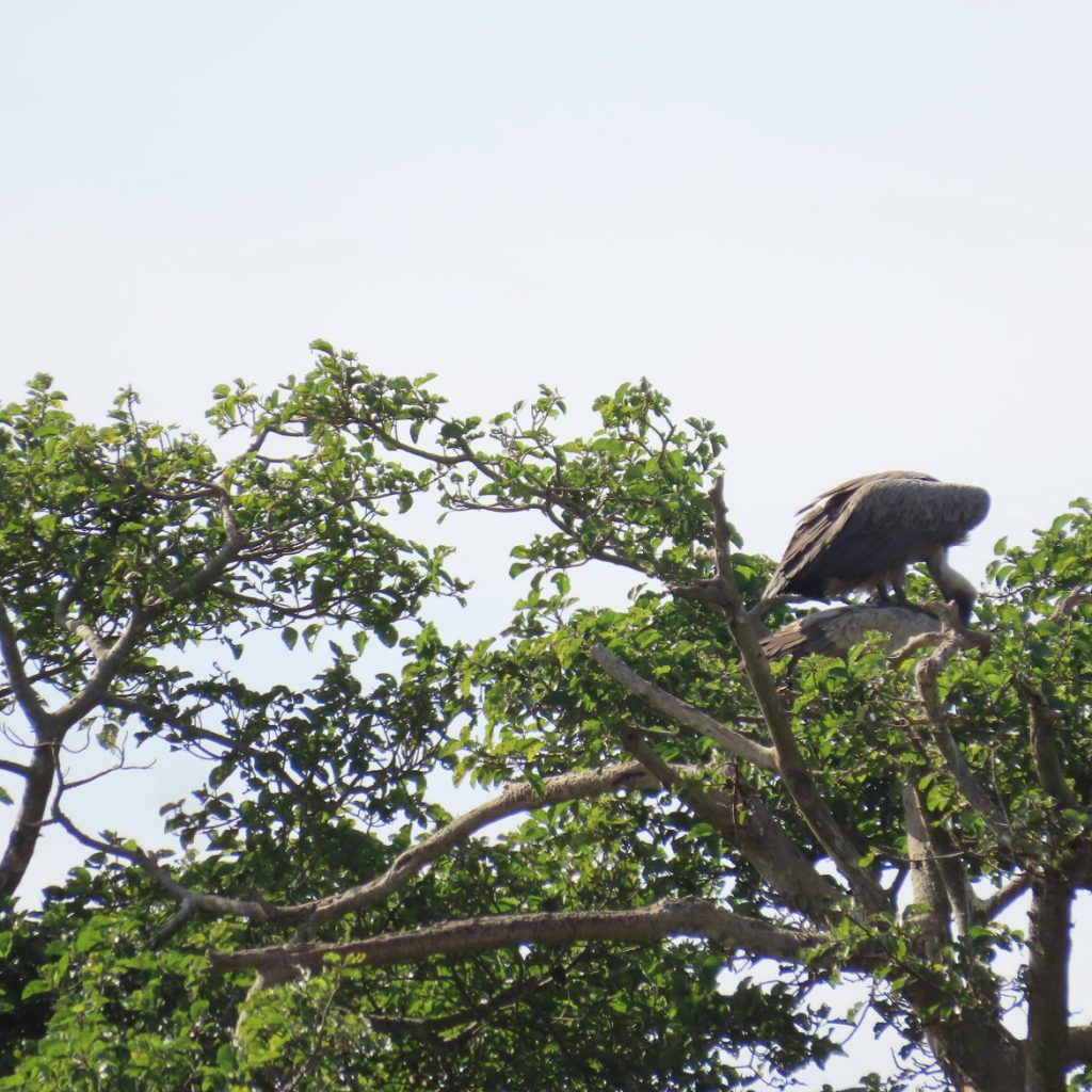 Vulture Safe Zone Added to Thula Thula Private Game Reserve