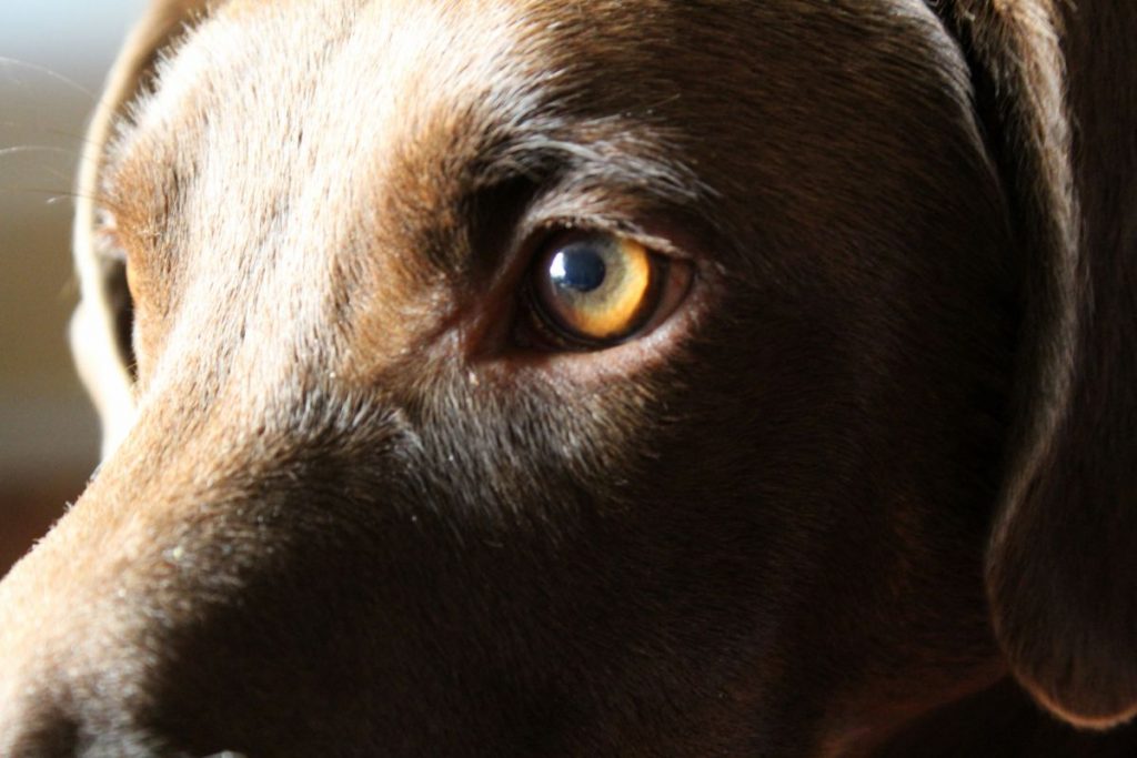 What is Uveitis in Dogs? Etiology and MORE