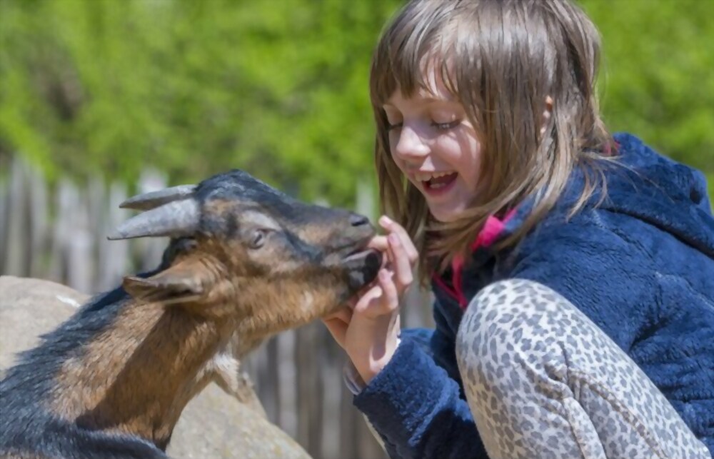 How to raise goats, better breeds, advantages and disadvantages of breeding