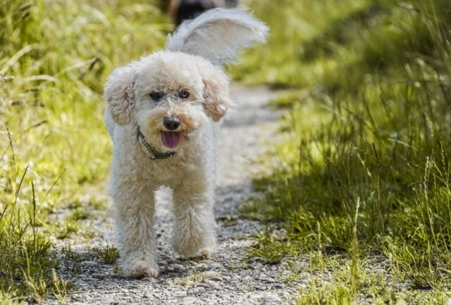 Experts Warn Dog Parents Of Lyme Disease Spike