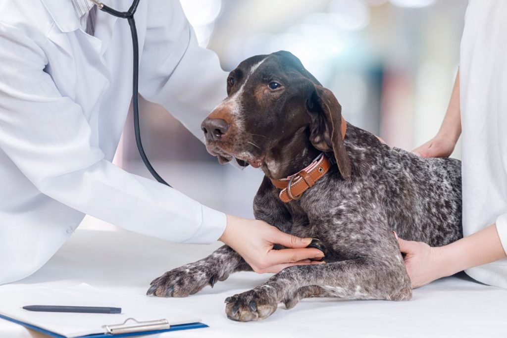 Pimobendan for Dogs – Use, Dosage, Side Effects