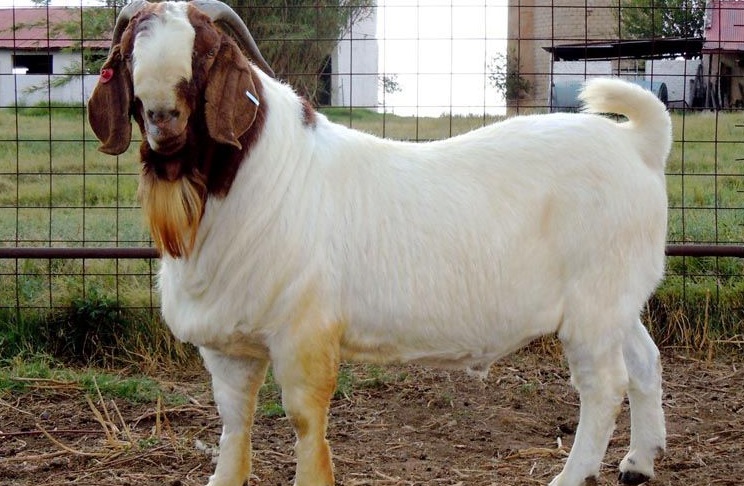 Do You Breed Goats For Meat?