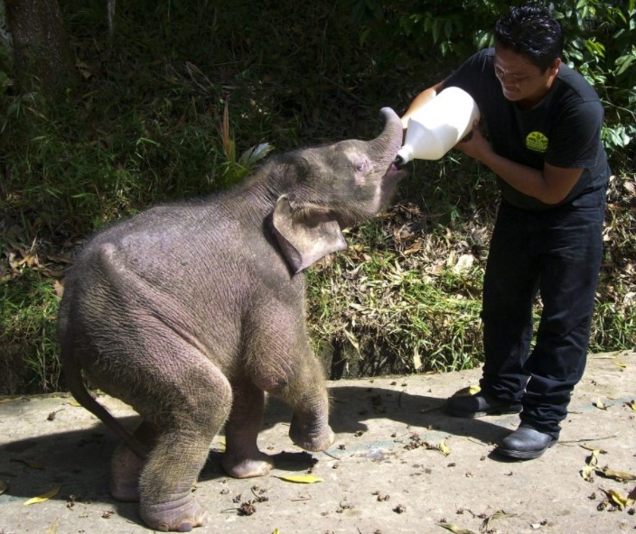 Keeping and Caring For Elephant as a pet