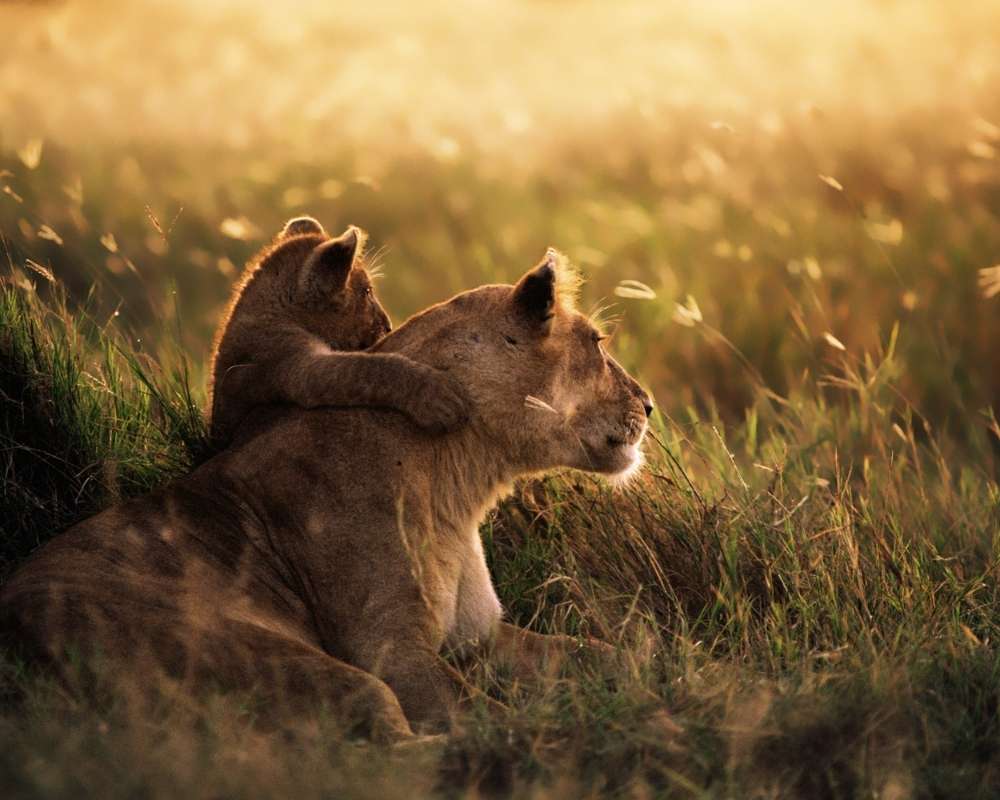 Lioness Spiritual Meaning: The Symbolism And Power of the Lioness Spirit Animal