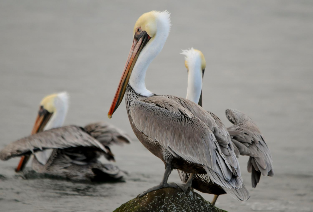 House Introduces Migratory Bird Conservation Bill