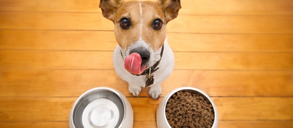 7 Best Dog Treats for Sensitive Stomachs Reviewed