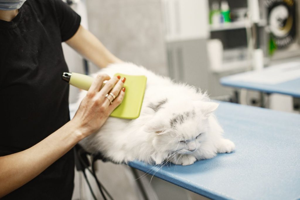 Why Does My Cat Have Dandruff? Your Question Answered by a Veterinarian