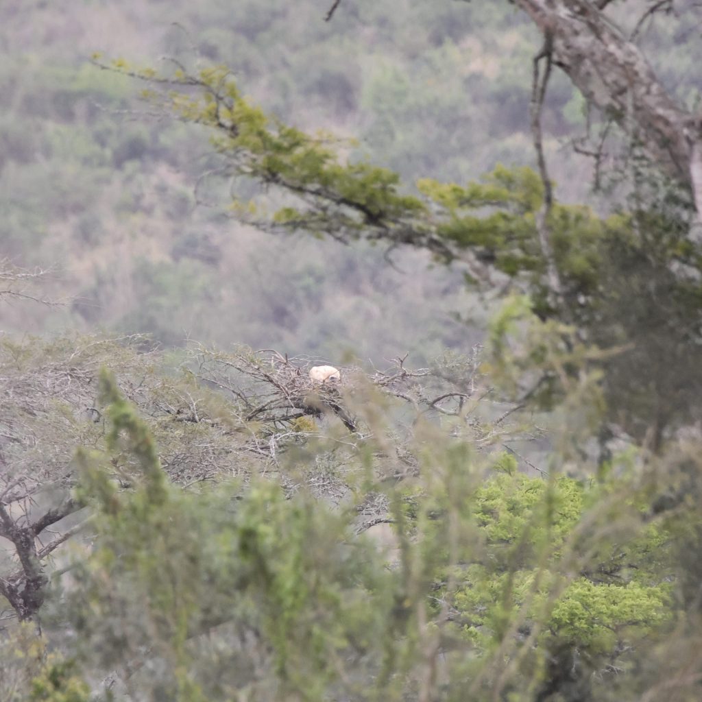 Conducting Vulture Nest Surveys on Hluhluwe-iMfolozi Park