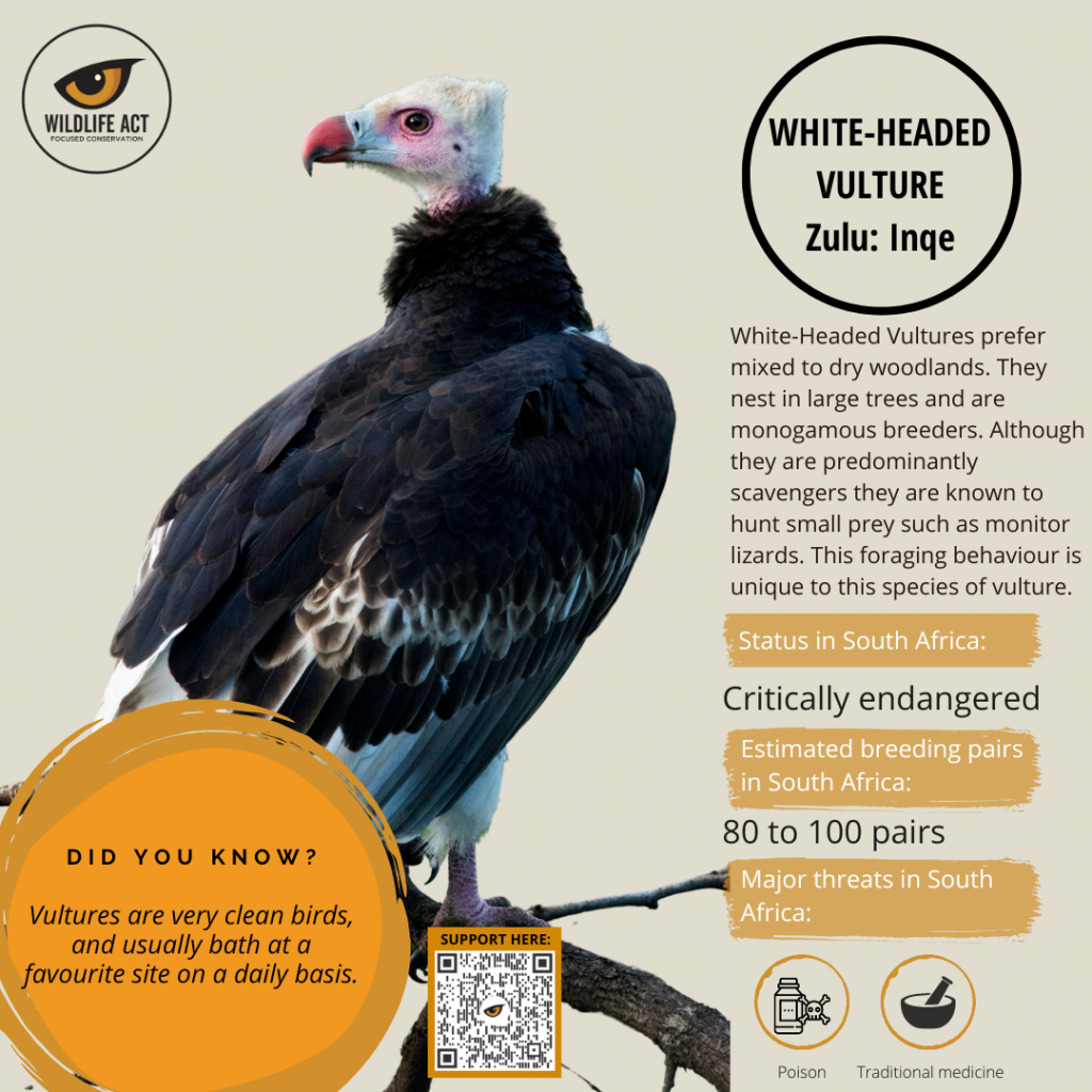 Recognising the Six Vulture Species of South Africa