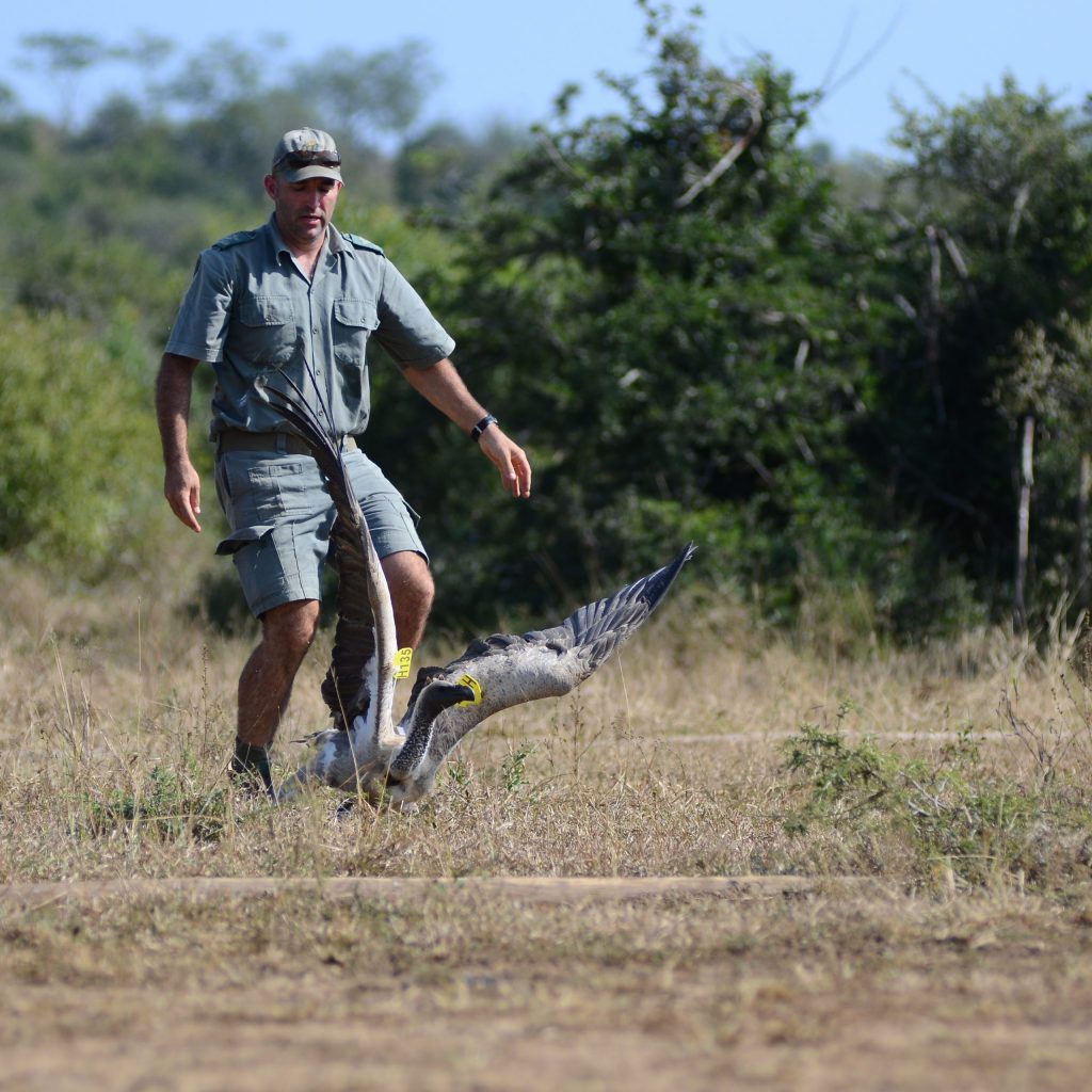 Vulture Conservation in Zululand – Behind the Scenes