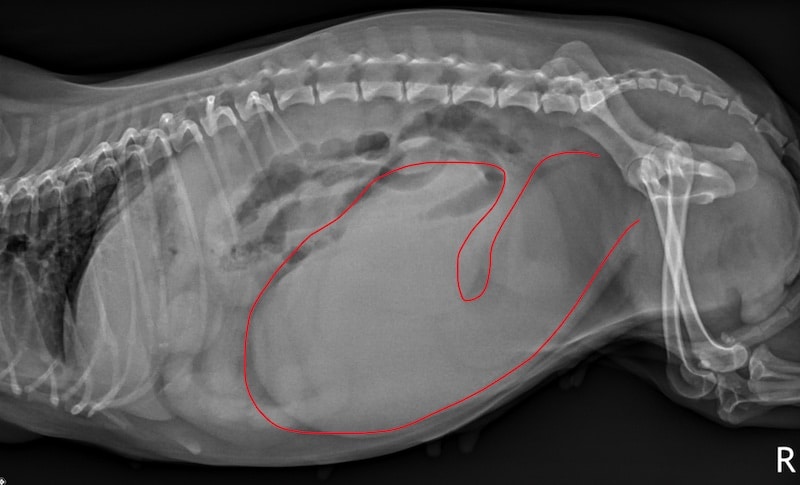 Canine Pyometra: What Dog Owners Need to Know