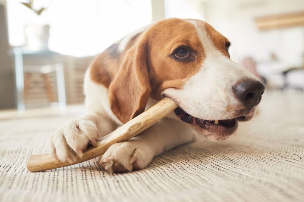 Why Do Dogs Chew on Sticks?