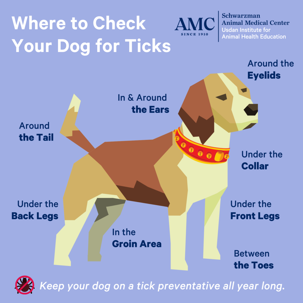 Tickborne Illnesses Are On the Rise: What Pet Owners Need to Know