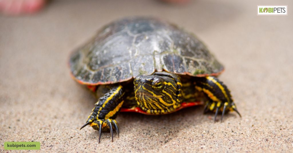 11 Things To Know For Painted Turtles as Pets