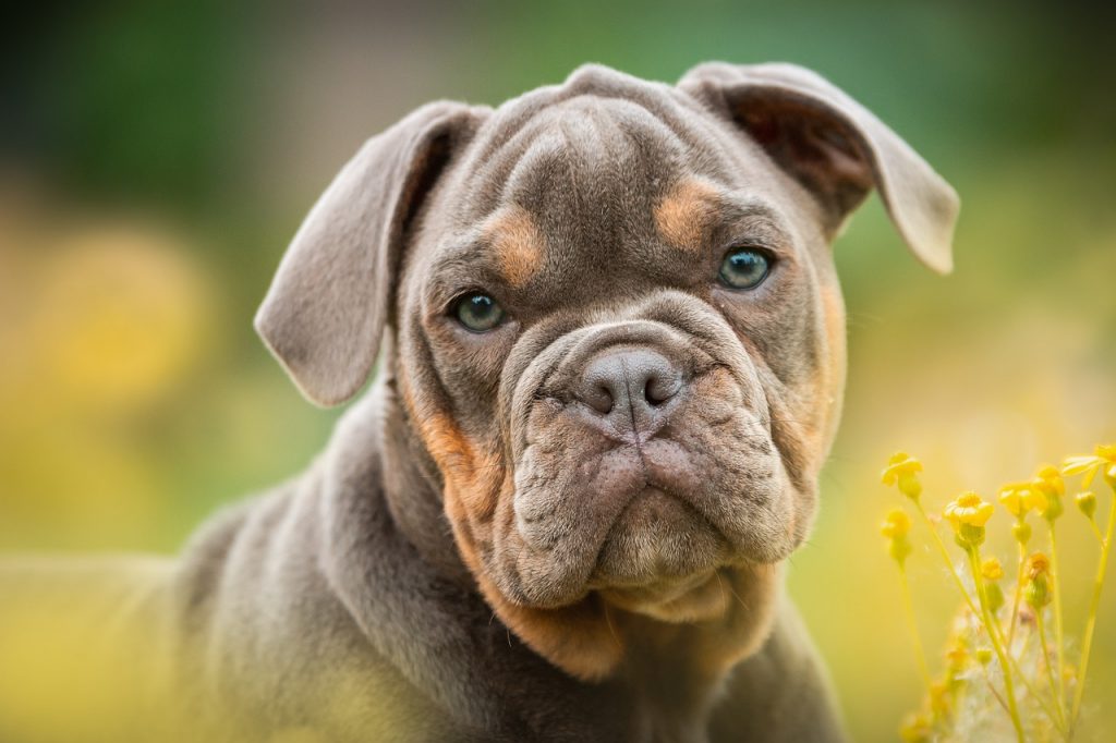 How to Stop a Bulldog Puppy from Biting: A Comprehensive Guide