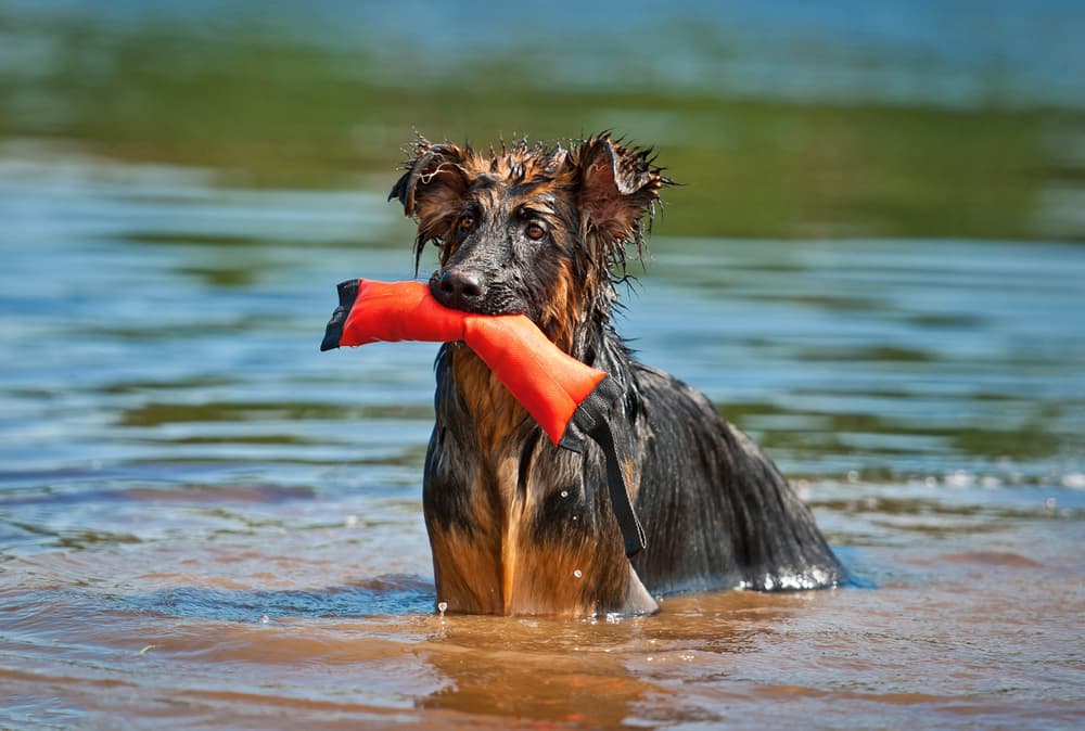 8 Best Dog Beach Toys