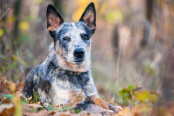 Is an Australian Cattle Dog a Good Guard Dog?