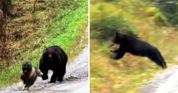 Dog Being Chased By Angry Bear Sees No Escape, Panicked Owners Freeze In Fear