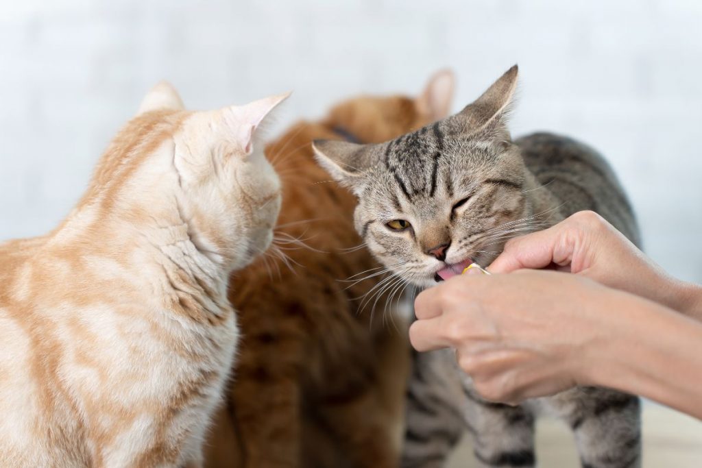 The Best Cat Treats for Sensitive Stomachs