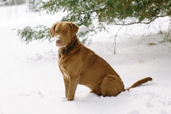 Is a Chesapeake Bay Retriever a Good Guard Dog?