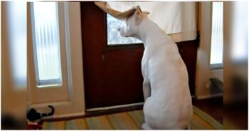 Deaf-Dog Longing For His Dad, Waits At Front Door During Entire Deployment